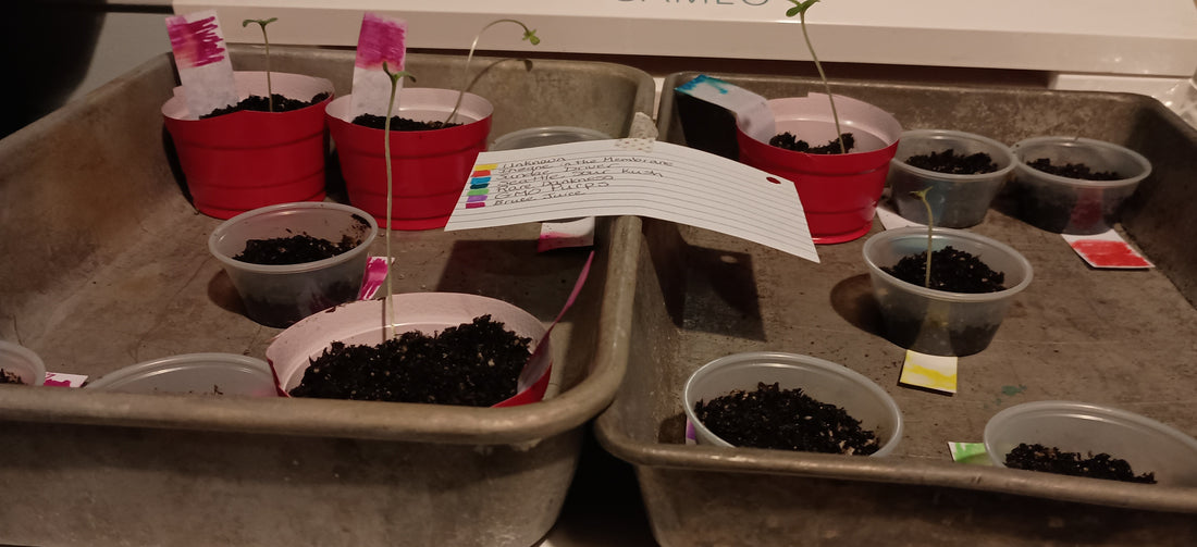 Day 9- Seedlings continue to grow...in water?