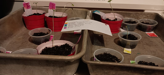Day 9- Seedlings continue to grow...in water?