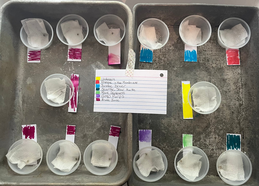 DAY 3 - Seeds begin to swell
