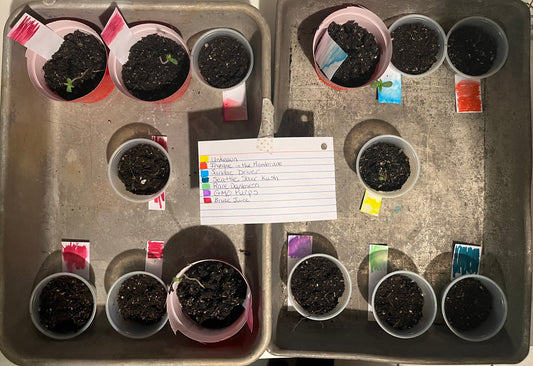 Day 8- All seeds are in soil