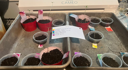 Day 10- The seedlings reach for the light