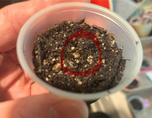 Day 11- Are any more seeds going to germinate?