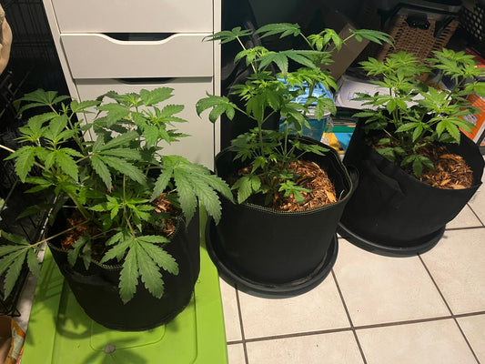 Day 49 outdoor- El Niño