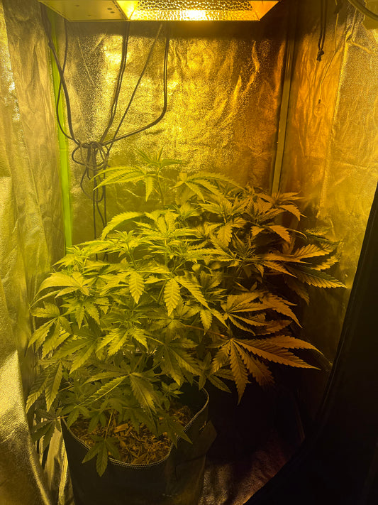 Day 49 indoor- Filling the tent