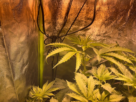 Day 50 indoor- Raise the light for the last time