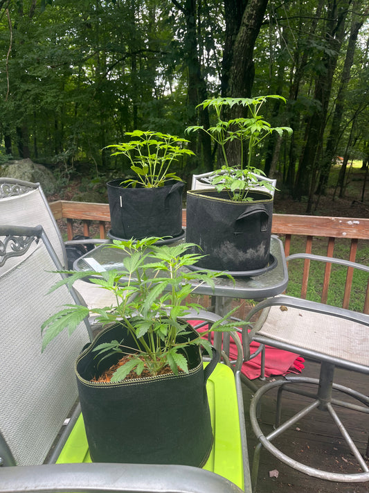 Day 50.2 outdoor- Back outside