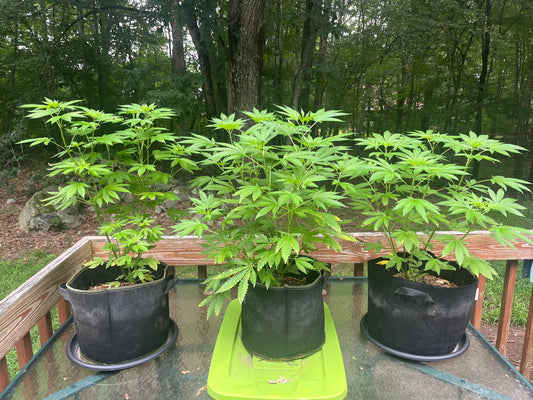 Day 67 outdoor alpha- Rain rain go away