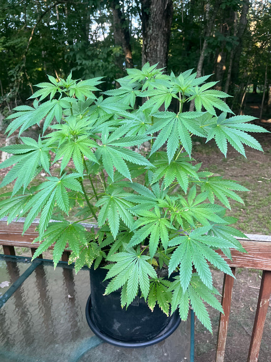 Day 75 outdoor alpha- Bright green bud sites