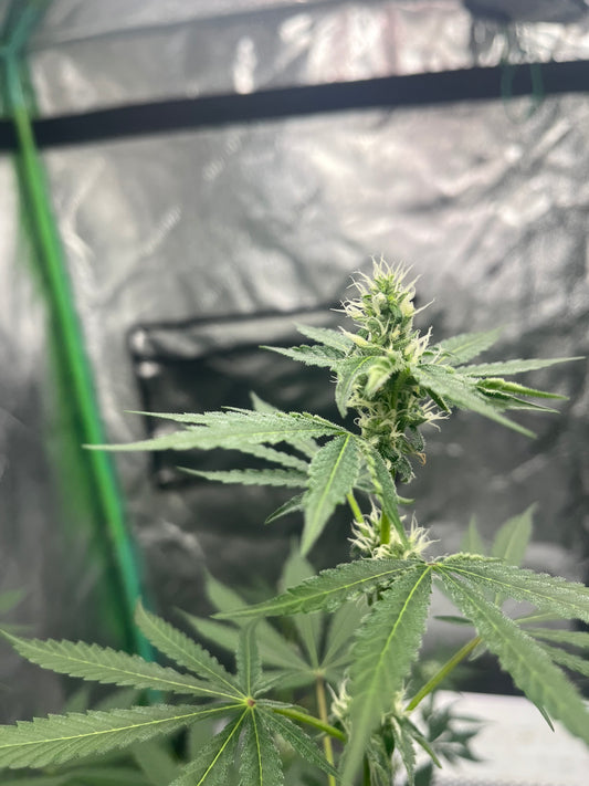 Day 89 indoor- Picture for reference