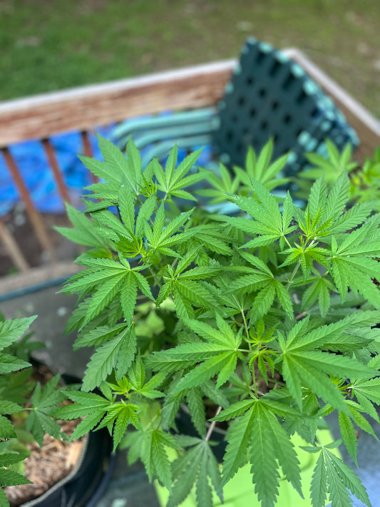 Day 61.2 outdoor alpha- Bud sites are starting to form