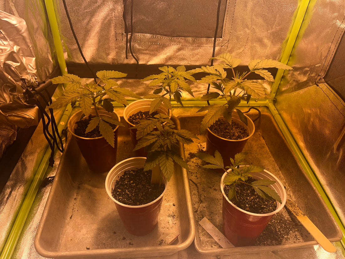 Day 30.1- Lookin strong again