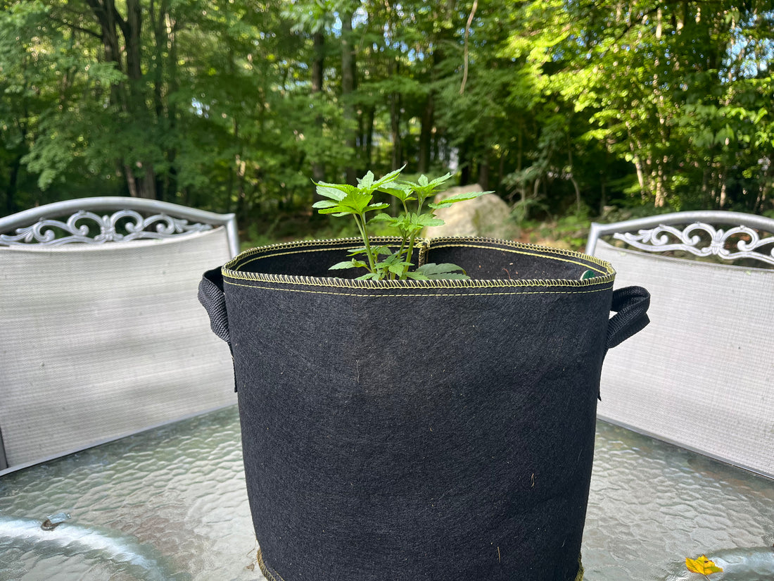 Day 33.2 indoor- More drooping leaves!