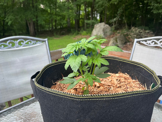 Day 34.2 outdoor- Improvement