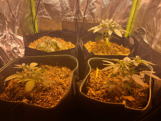 Day 35 indoor- They all look better