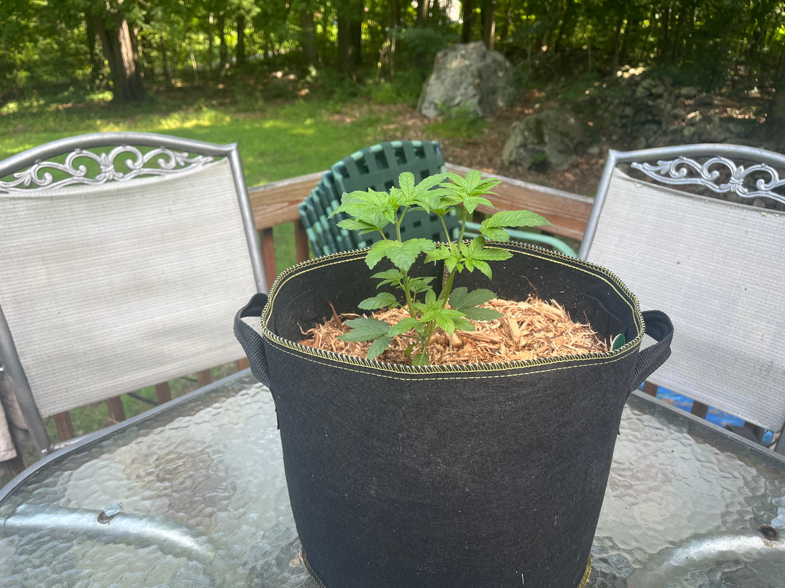 Day 35 outdoor- Strong plant