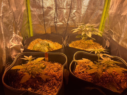 Day 36 indoor- Which one should go outside?