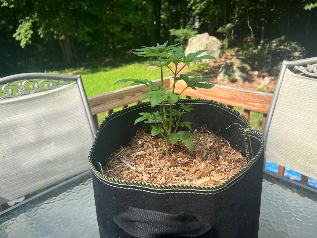 Day 37 outdoor- Bruce Juice looking healthy