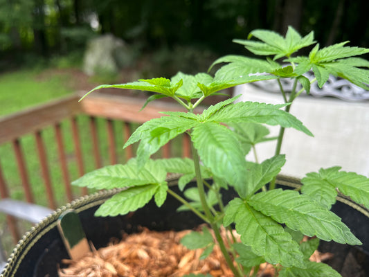 Day 38 outdoor- Back outside and trimmed up