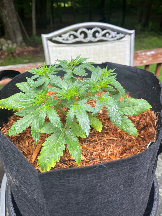 Day 43 outdoor- Thriving