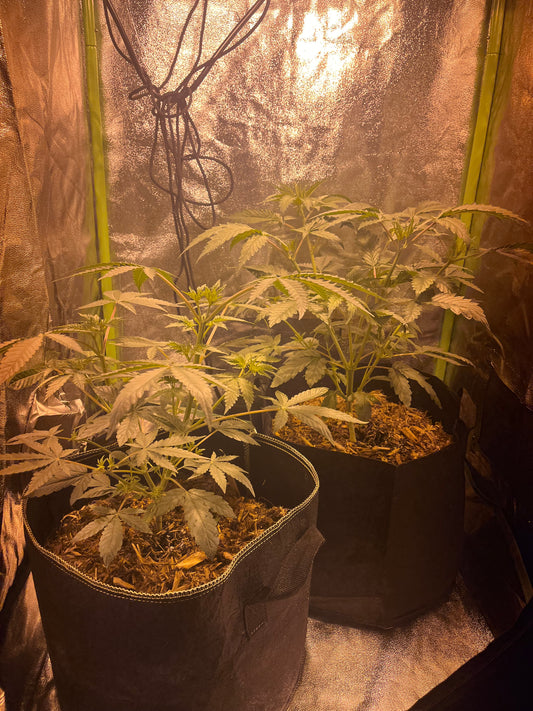 Day 44 indoor- Only 2 left indoors