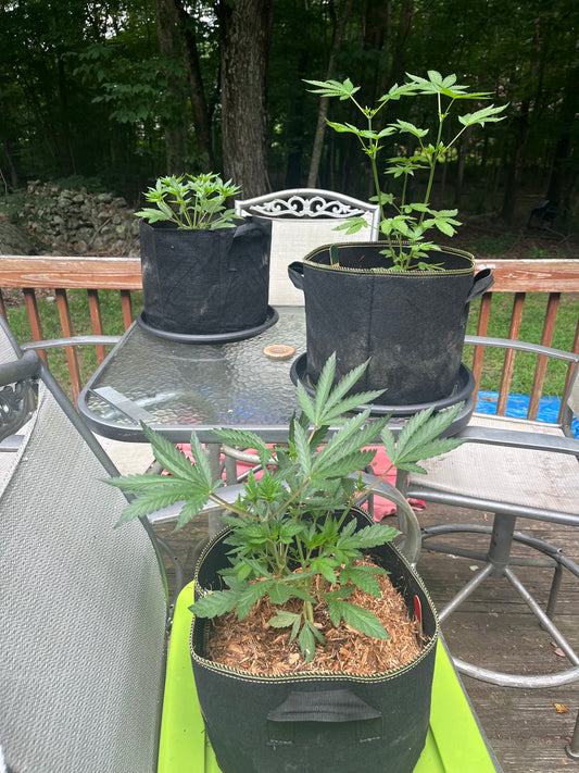 Day 45 outdoor- Plants are filling out