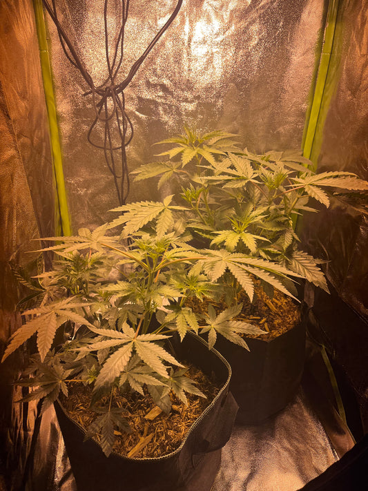 Day 45 indoor- Let it grow, let it grow