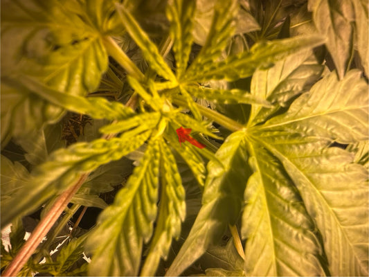 Day 47 indoor- Checking the gender of all plants