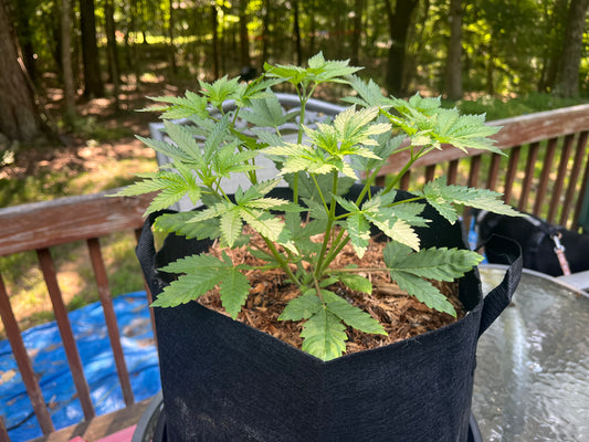 Day 47 outdoor- Bruce Juice is a leggy strain imo