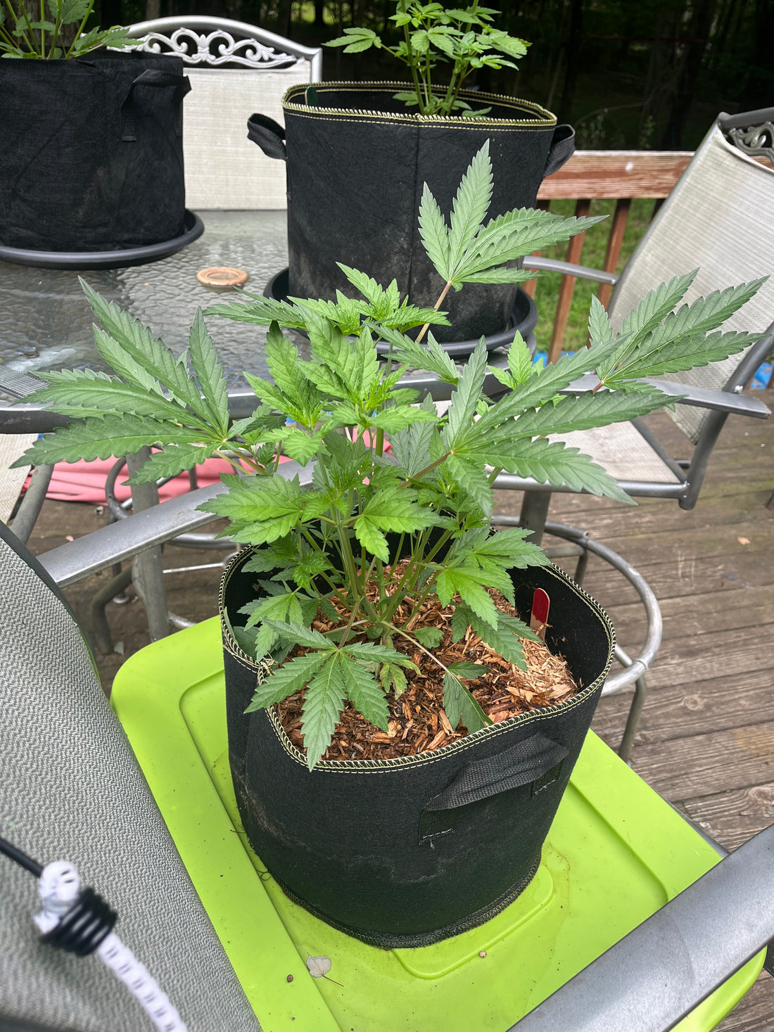 Day 48 outdoor- My Strong Sativa