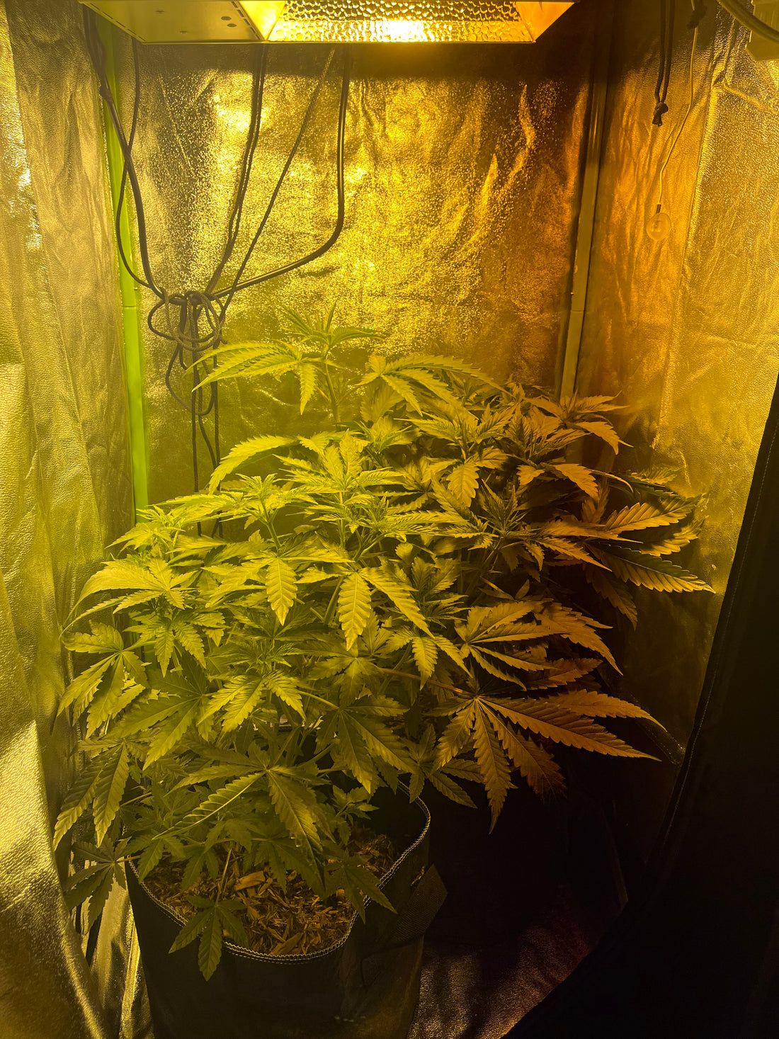 Day 49 indoor- Filling the tent