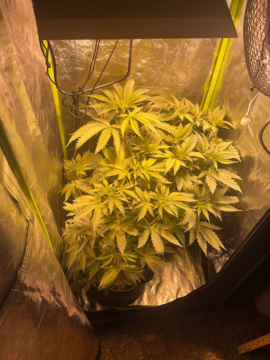 Day 51 indoor- Time to Flip the plants