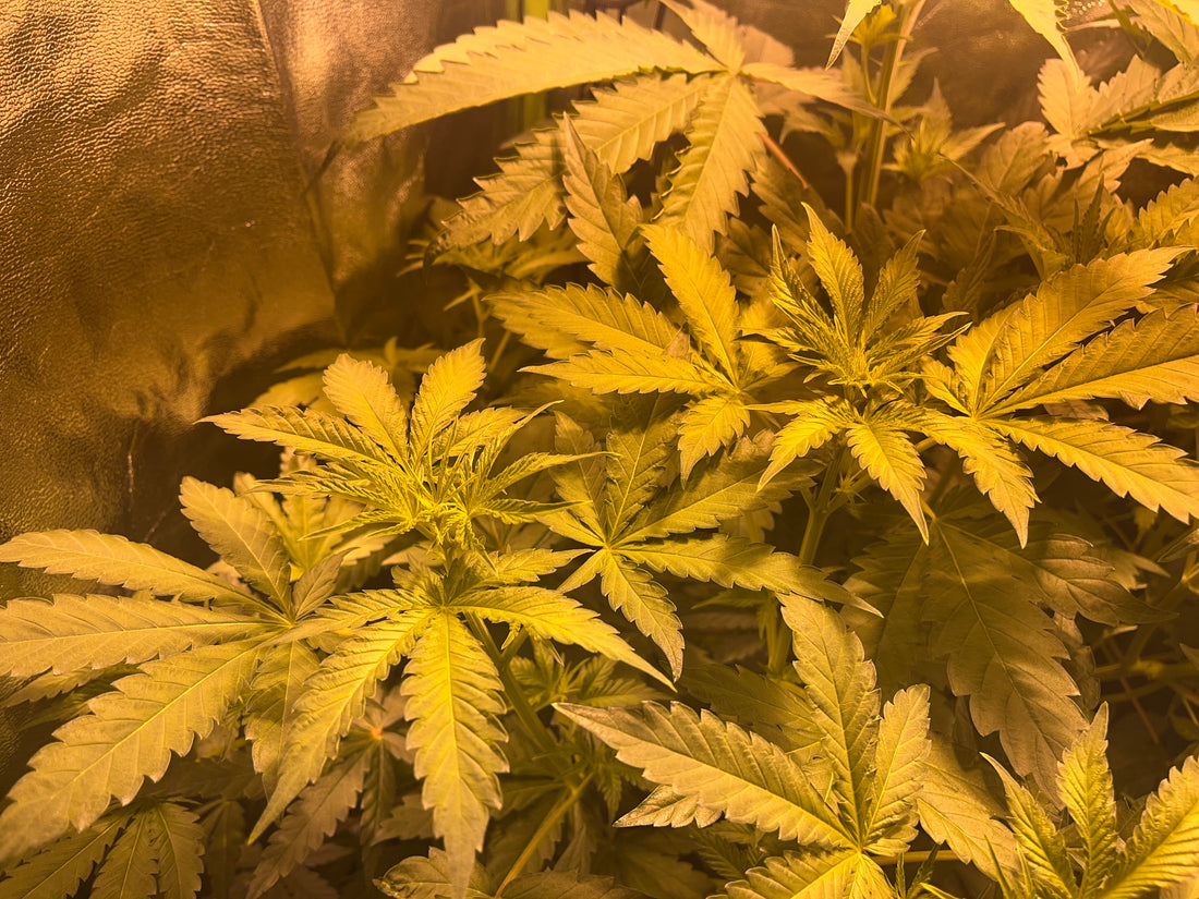 Day 52 indoor- Where’s the bud?