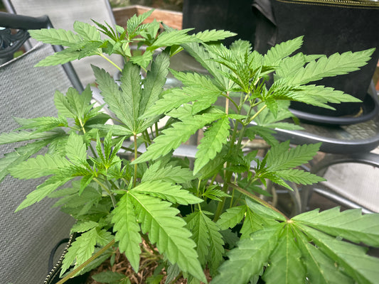 Day 52 outdoor- It’s like a sauna outside