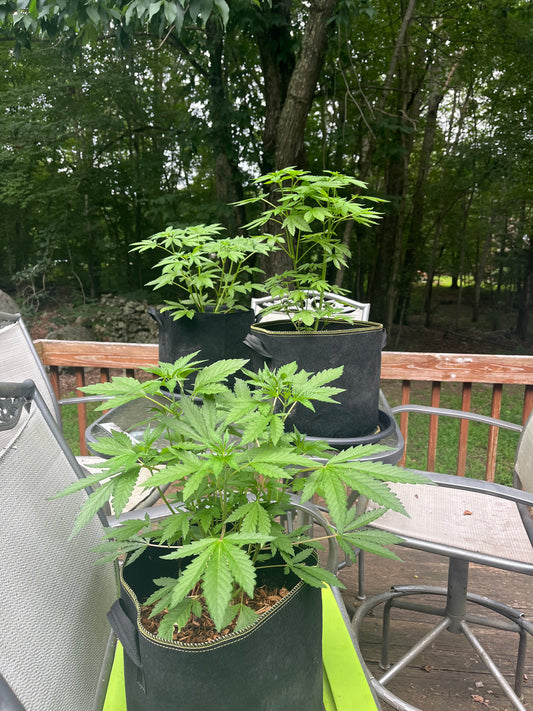 Day 53 outdoor- Maybe we’re not that close to flowering afterall?