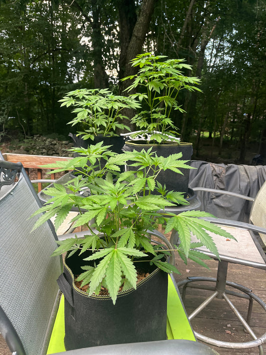 Day 54 outdoor- These outdoor plants are strong.