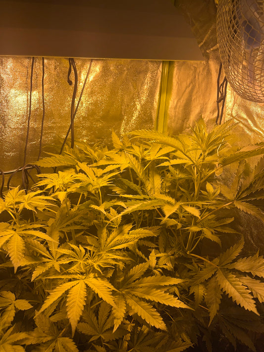 Day 54 indoor- A little light trouble nearly avoided