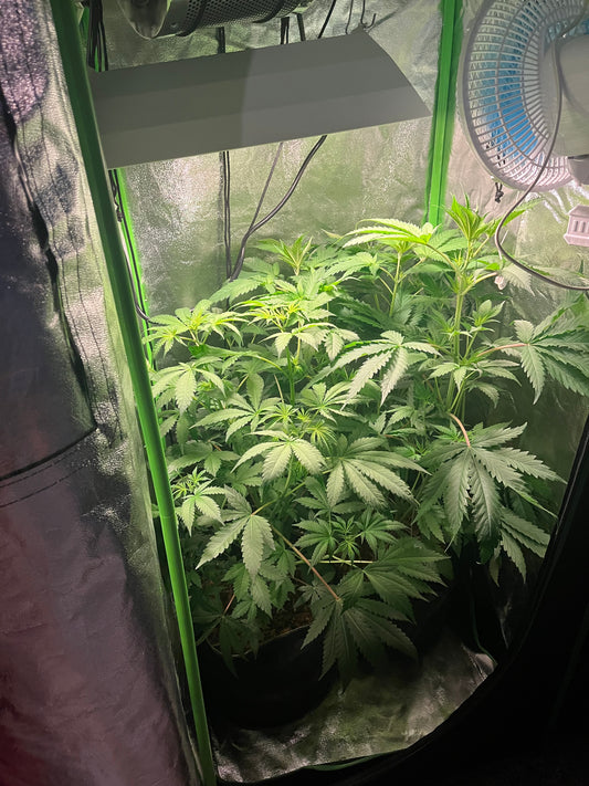 Day 56 indoor- Crisis averted