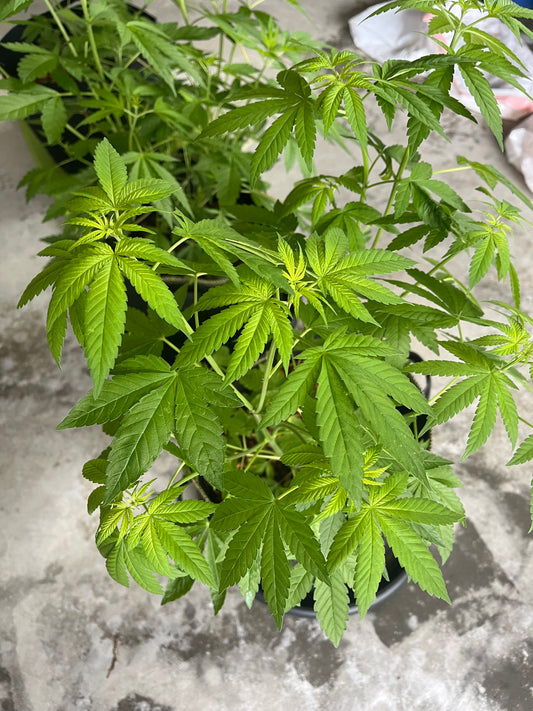 Day 60 outdoor- Bud sites are forming