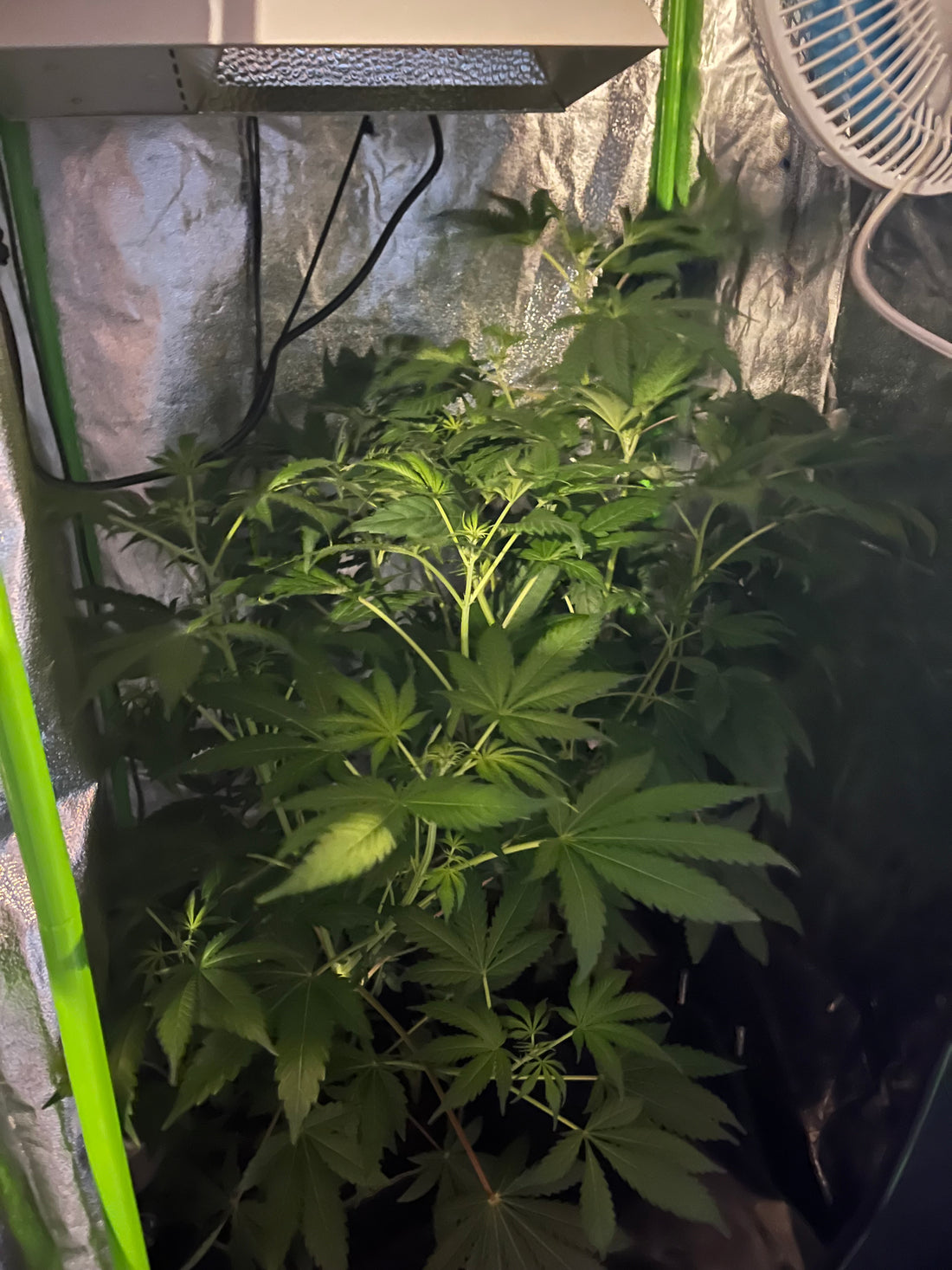 Day 61 indoor- Are the plants getting light?