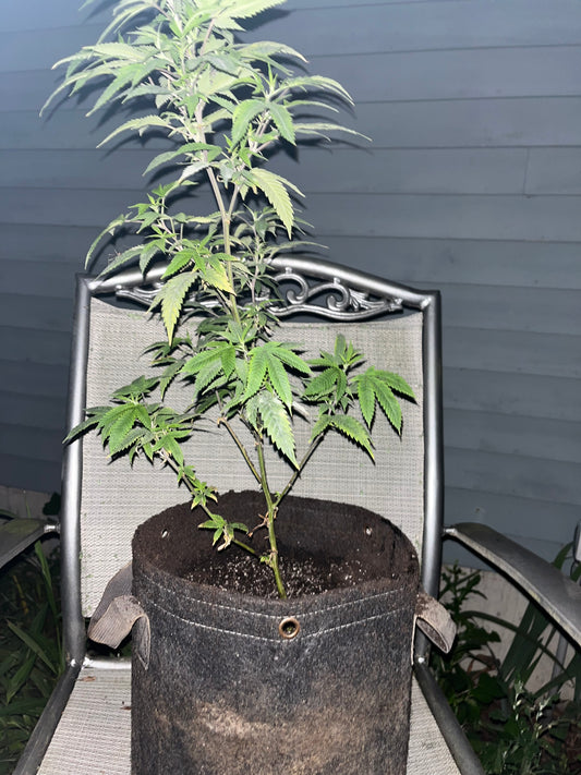 Day 61 outdoor beta- New plant