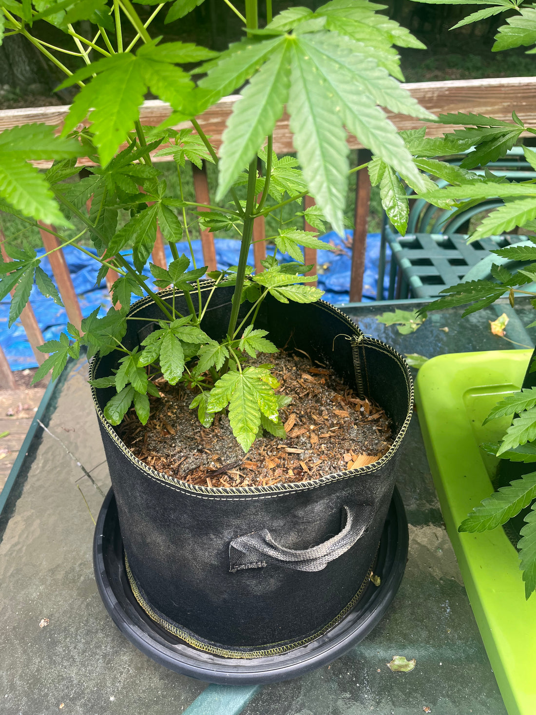 Day 62 outdoor alpha- Plant wash