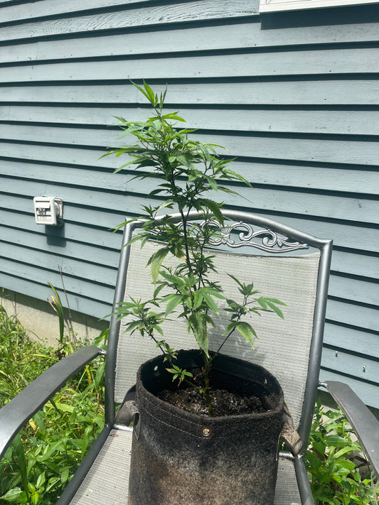 Day 62 outdoor beta- Plant Wash