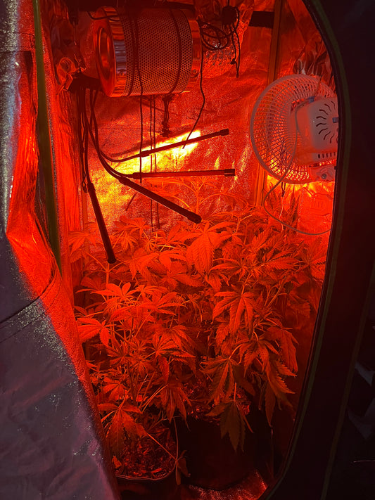 Day 62 indoor- The Red Light