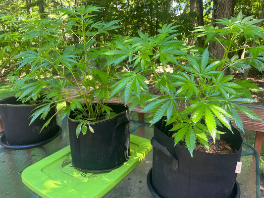 Day 63 outdoor alpha- More plant wash