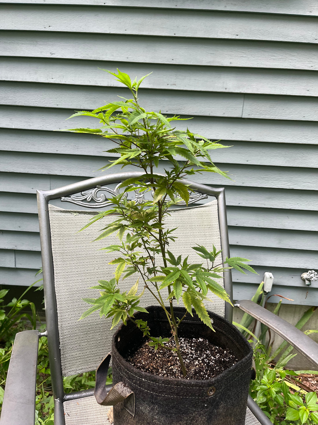 Day 63 outdoor beta- Yellowing?