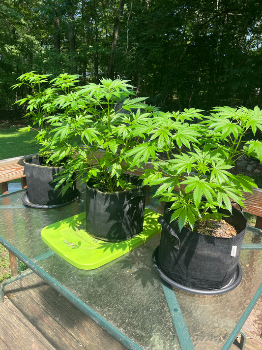 Day 64 outdoor alpha- Status Quo