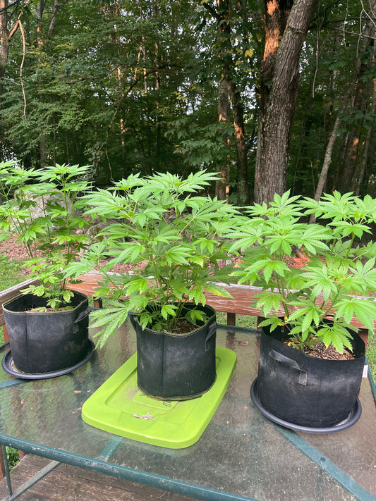 Day 66 outdoor alpha- Strong through the rain