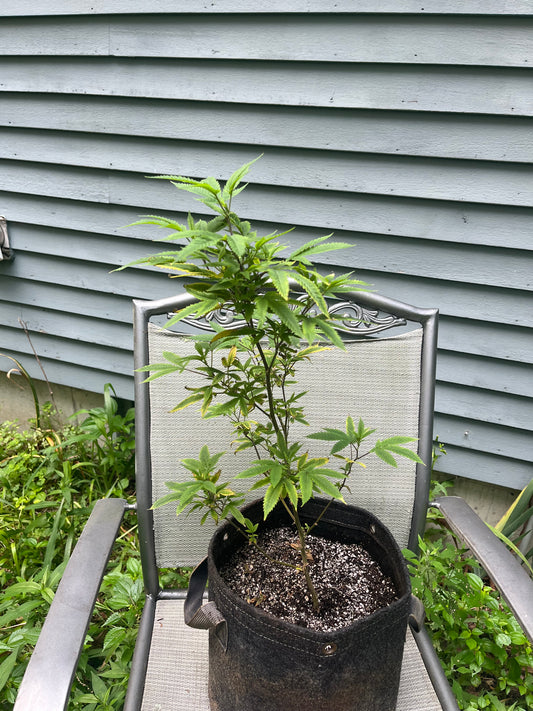 Day 66 outdoor beta- status quo?