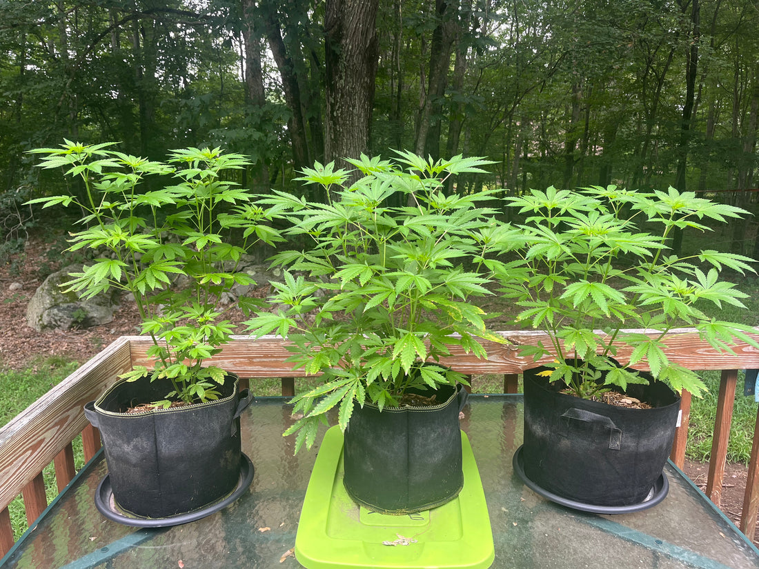 Day 67 outdoor alpha- Rain rain go away