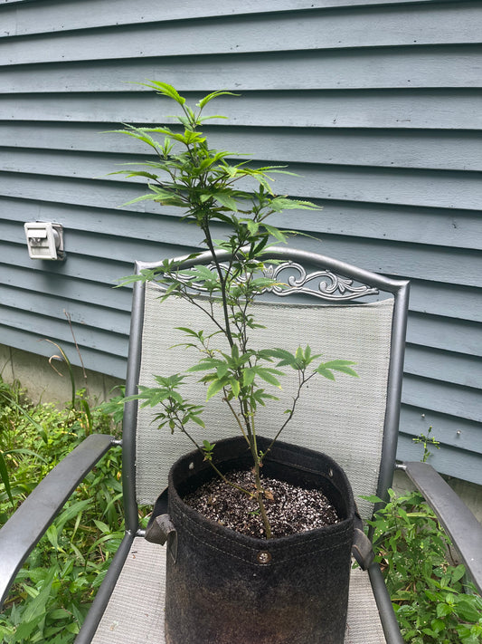 Day 67 outdoor beta- Trim the yellow leaves